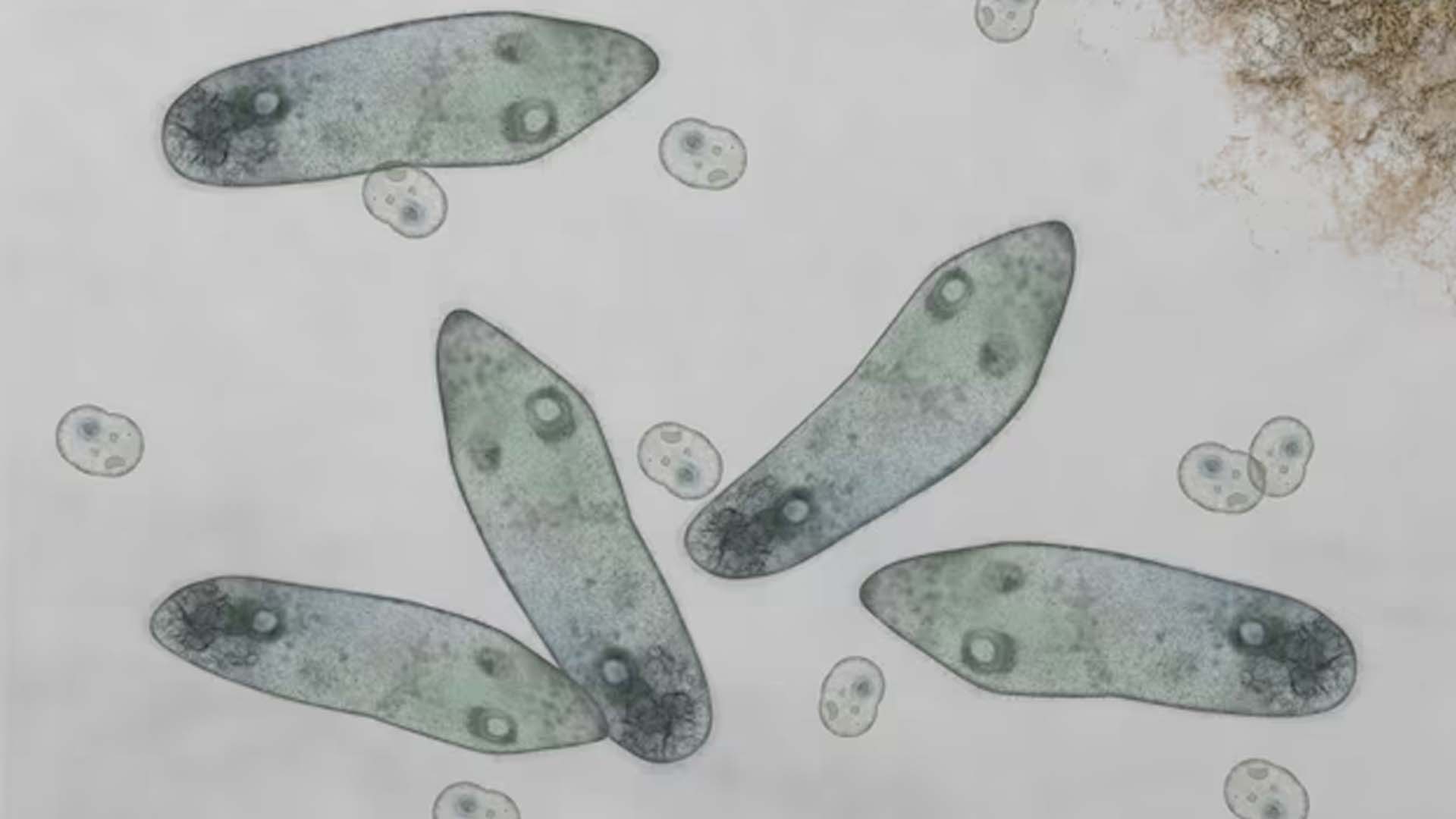 Protozoa