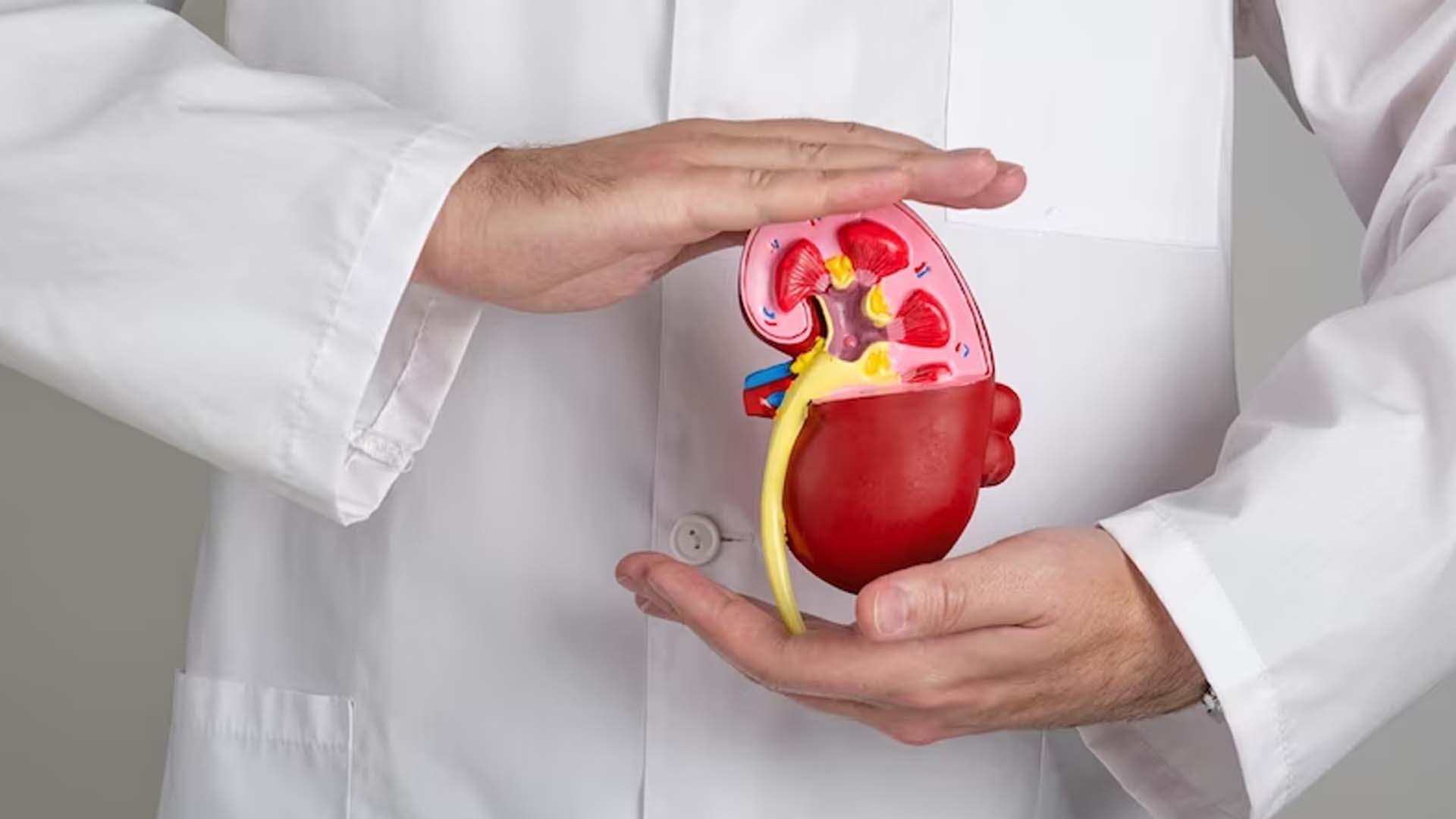 Doctor holding Kidney