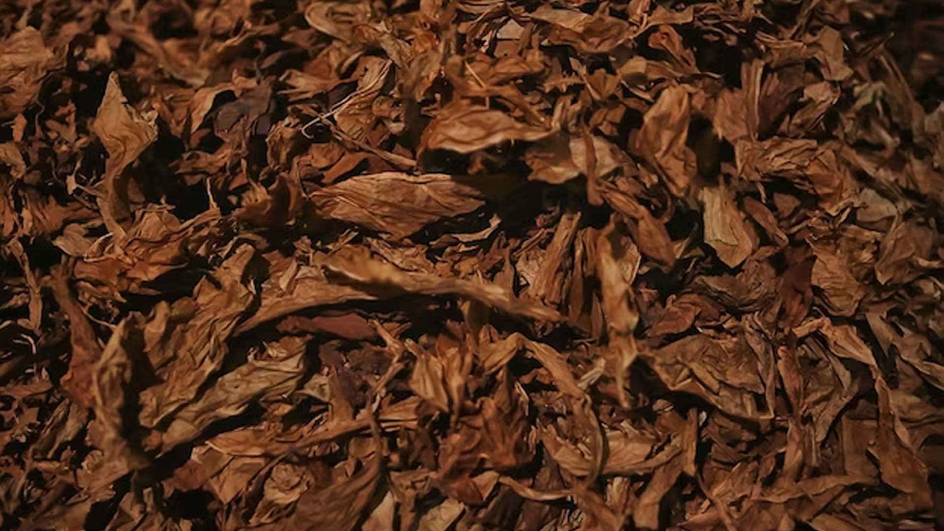 Tobacco Leaves