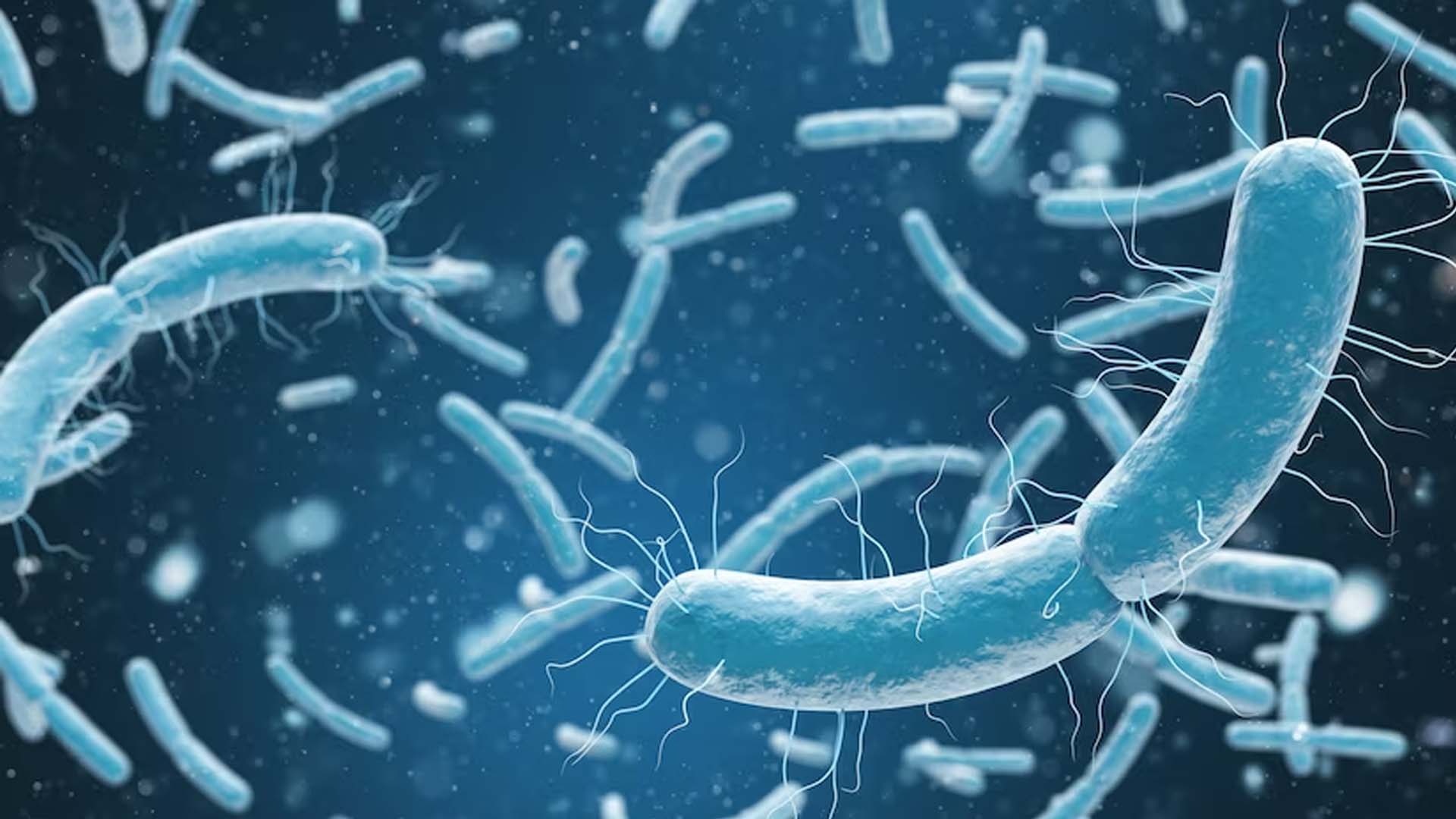 Escherichia coli (E. coli)