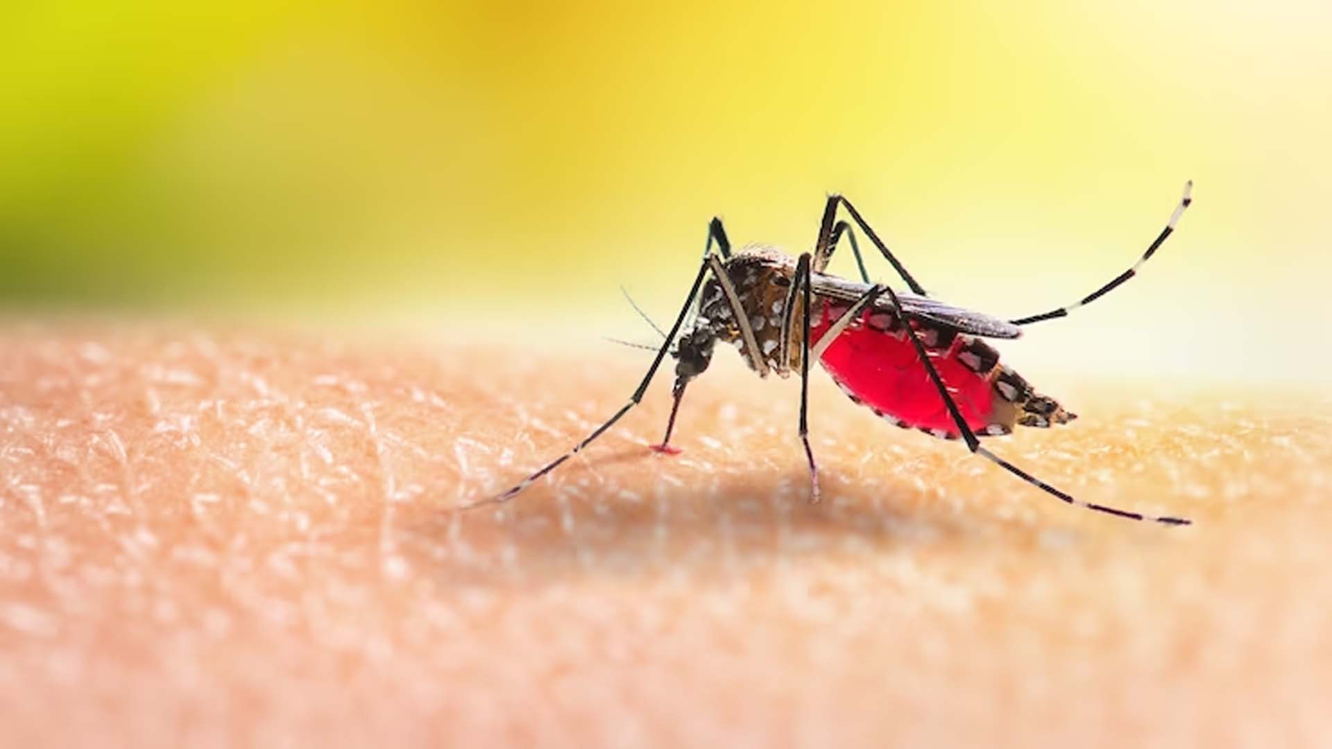 mosquito Biting and sucking human blood