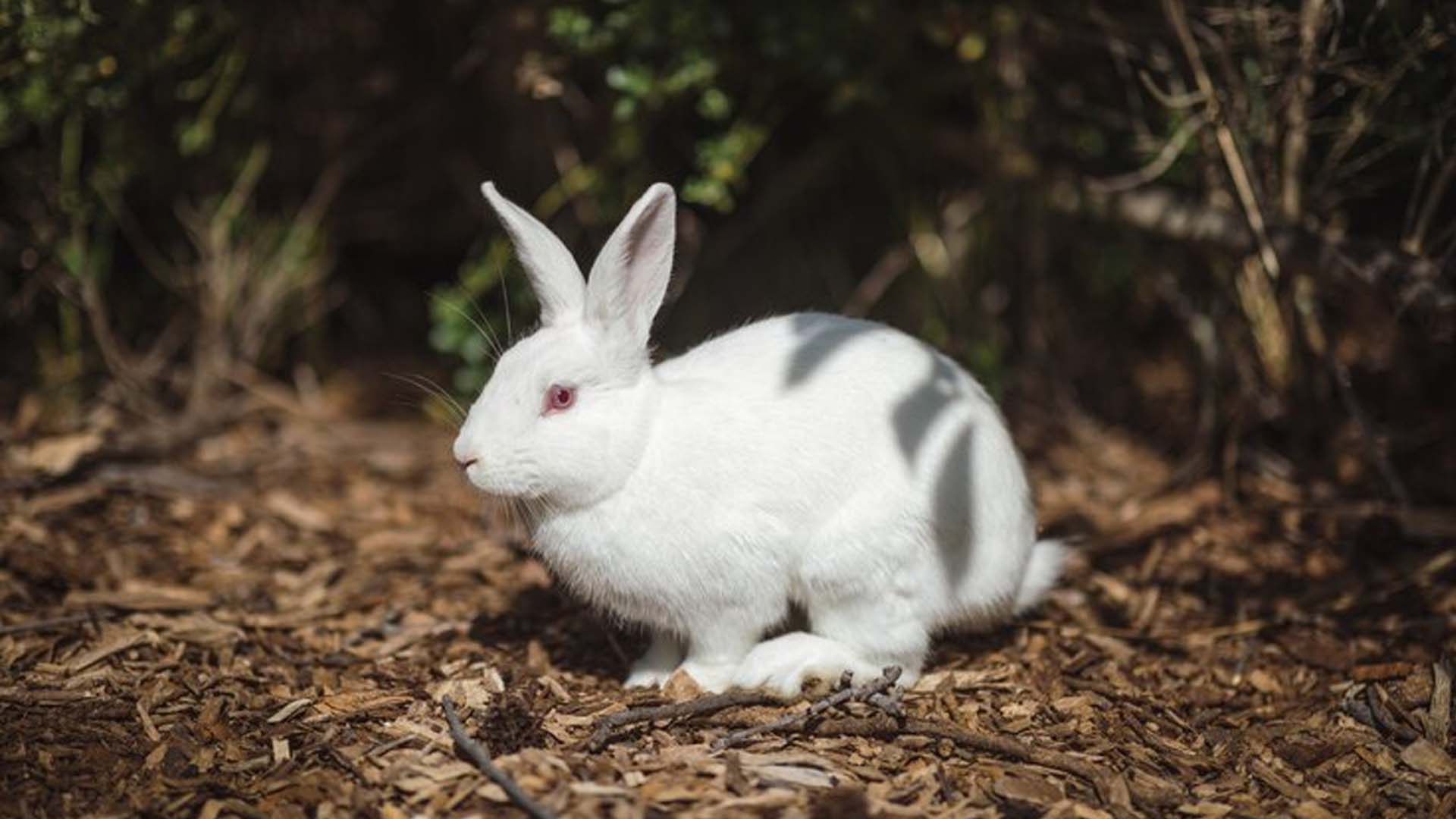 Rabbit