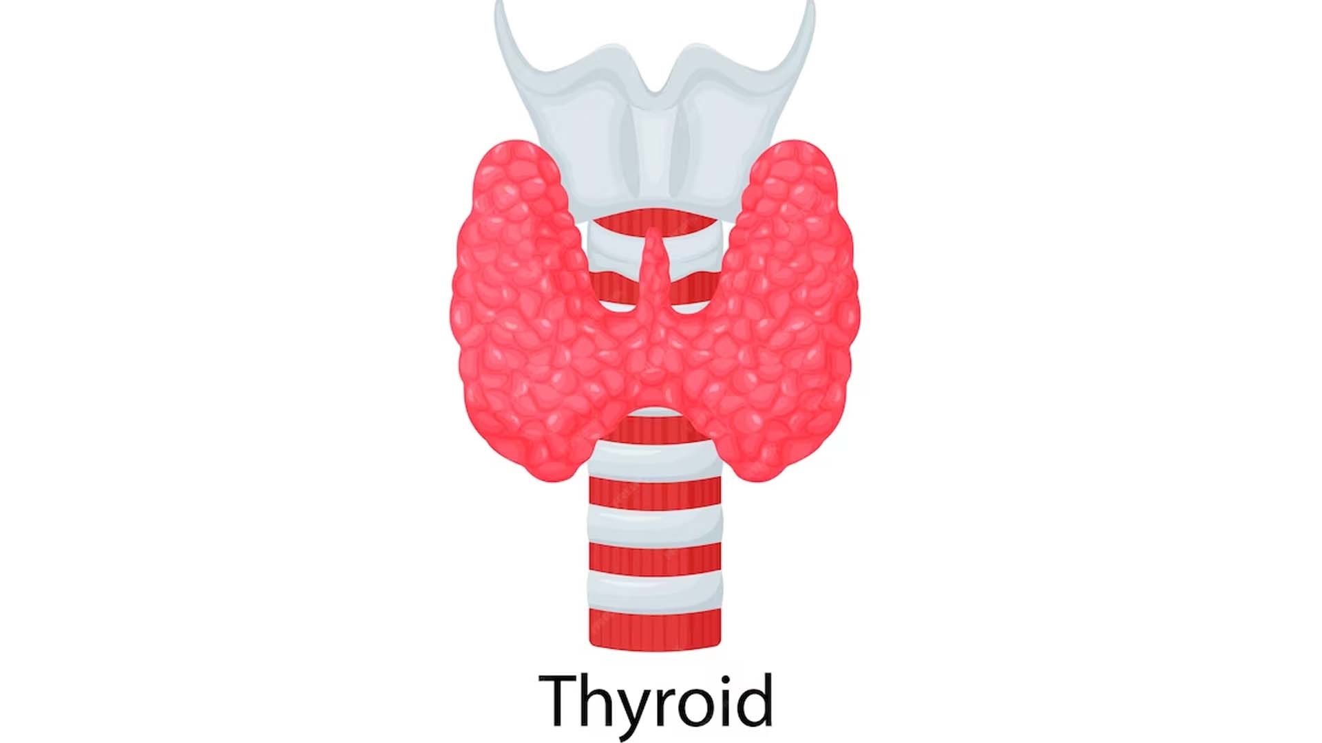 Thyroid