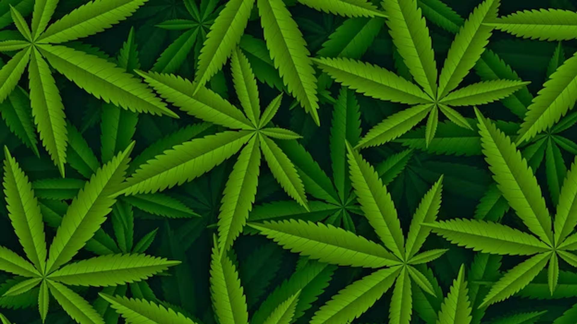 Weed plant