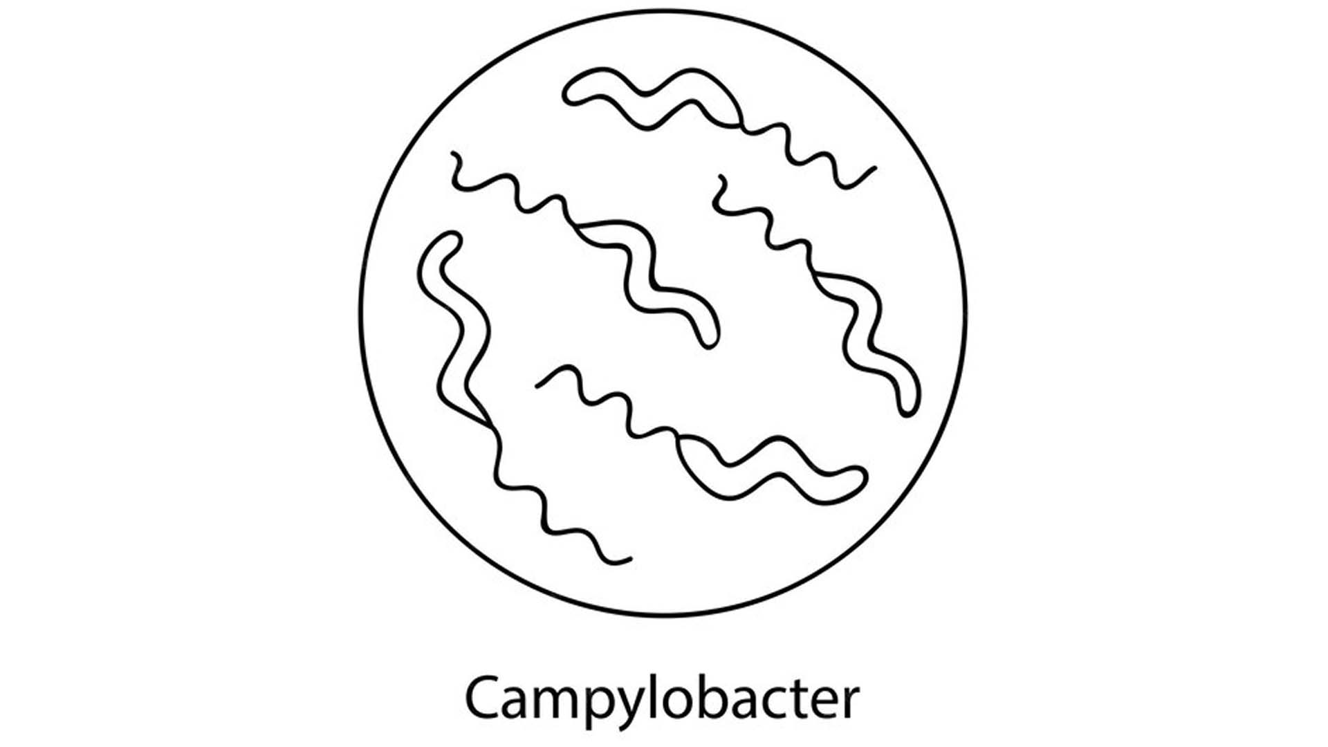Campylobacter
