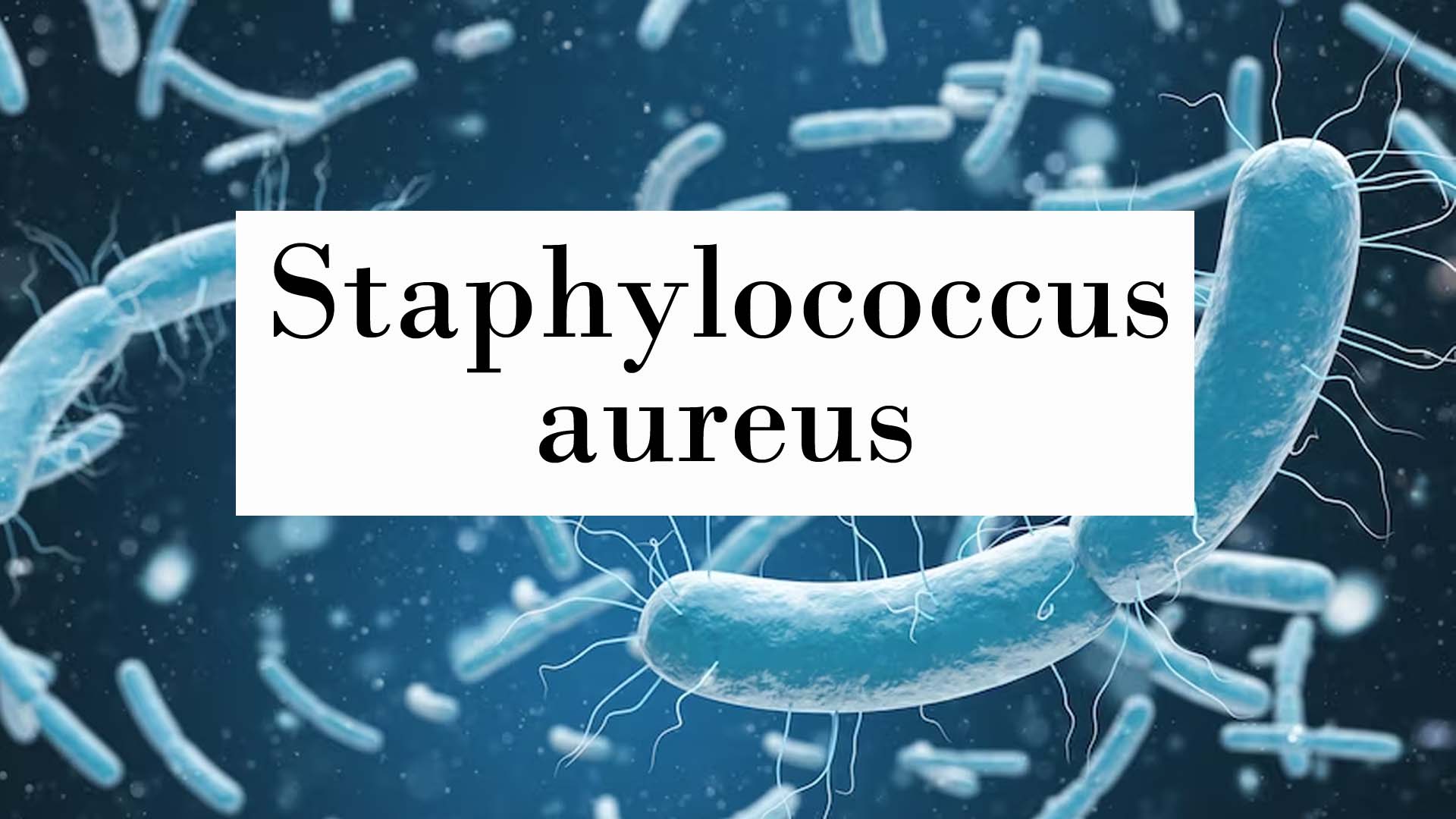 Staphylococcus aureus