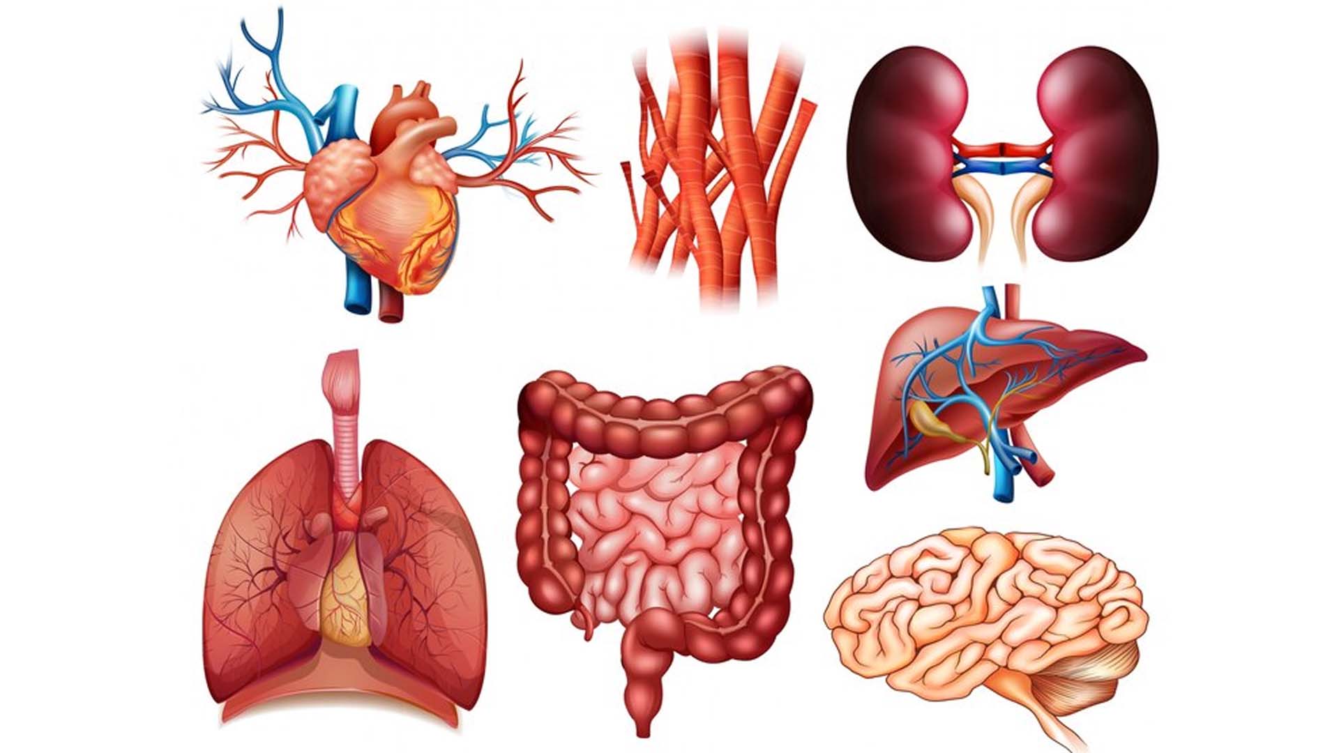 Multiple organ failure (MOF)