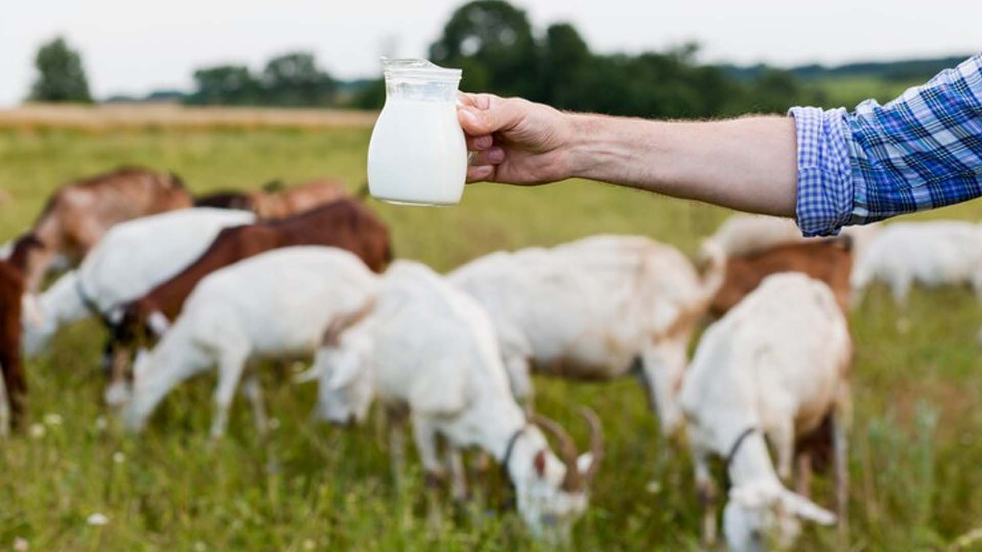 Goat Milk